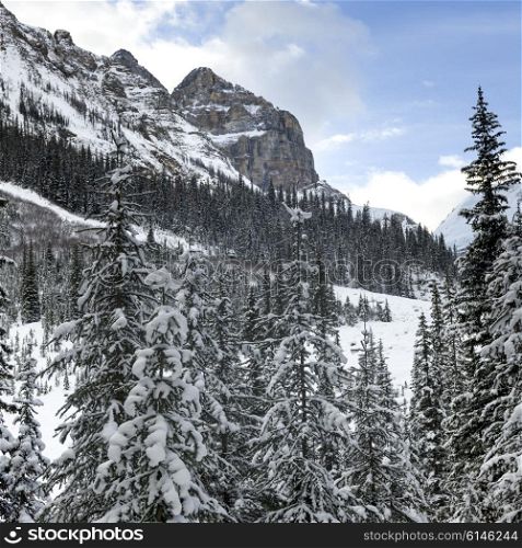 Snow covered trees with mountain, Lake Louise, Banff National Park, Alberta, Canada