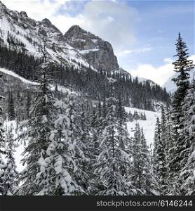 Snow covered trees with mountain, Lake Louise, Banff National Park, Alberta, Canada