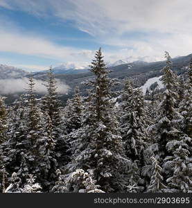 Snow covered trees with mountains in the background, Whistler, British Columbia, Canada