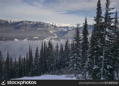 Snow covered trees with mountains in winter, Kicking Horse Mountain Resort, Golden, British Columbia, Canada