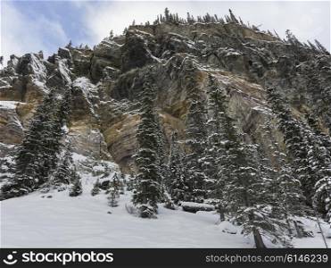 Snow covered trees with mountains in winter, Lake Louise, Banff National Park, Alberta, Canada