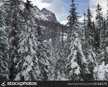 Snow covered trees with mountains in winter, Lake Louise, Banff National Park, Alberta, Canada