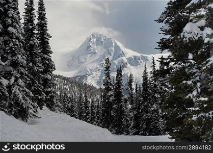 Snow covered trees with mountains, Whistler, British Columbia, Canada