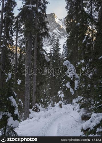 Snow covered trees with pathway in winter, Emerald Lake, Yoho National Park, British Columbia, Canada