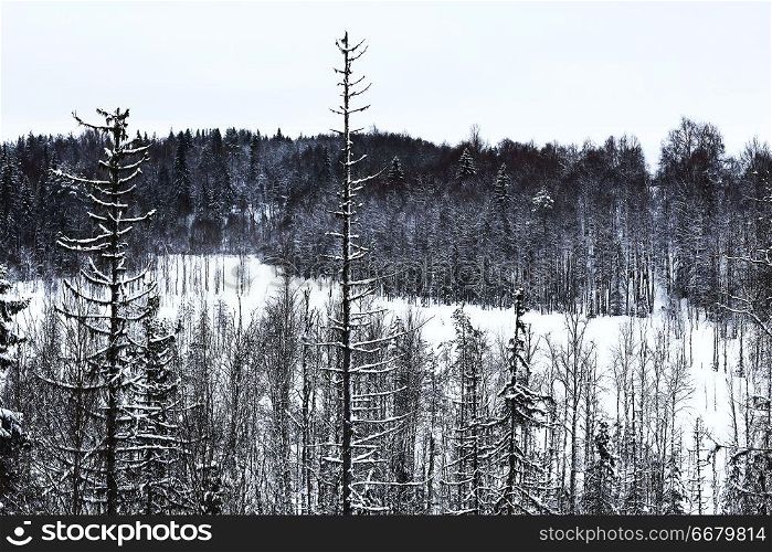 Snow-covered winter forest on a cloudy day