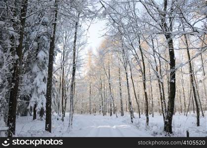 Snow covered woodland