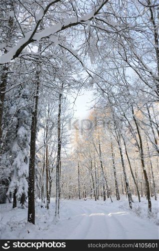 Snow covered woodland