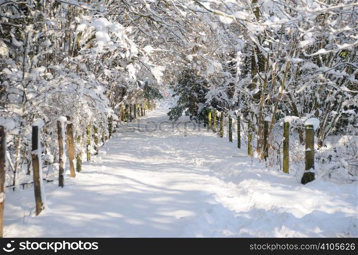 Snow covered woodland path