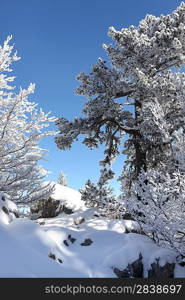 Snow covered woods