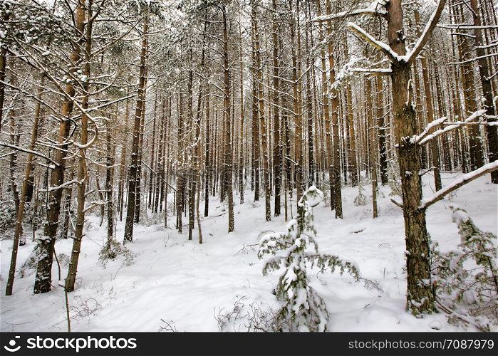 snow-covered young pine trees in winter, white snow lying on the tree, cold temperature. pine trees in winter