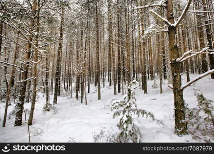 snow-covered young pine trees in winter, white snow lying on the tree, cold temperature. pine trees in winter