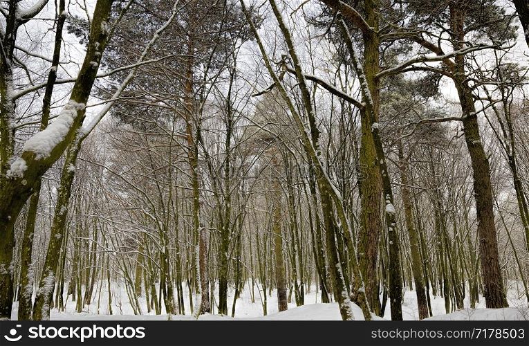 snow-covered young pine trees in winter, white snow lying on the tree, cold temperature. pine trees in winter