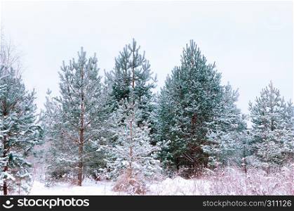 Snow-covered young spruces and pines in the winter forest.. Snow-covered Spruces And Pines