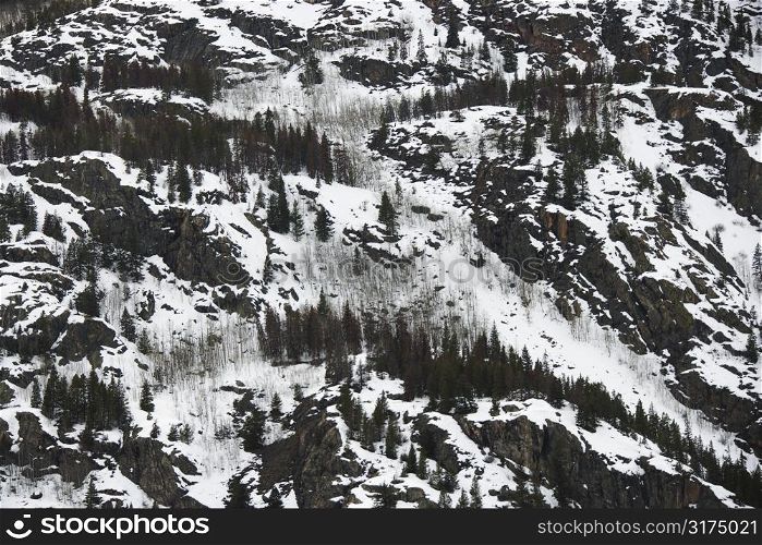 Snow covering steep mountainside with trees.