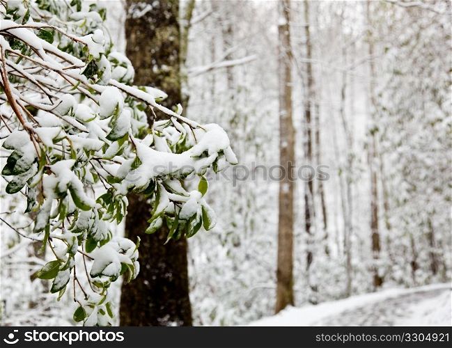 Snow covers green rhododendren leaves in winter in forest