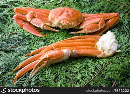 Snow crab