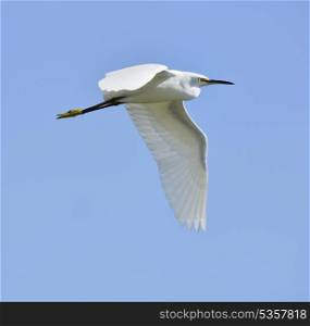 Snow Egret Flying Against A Blue Sky