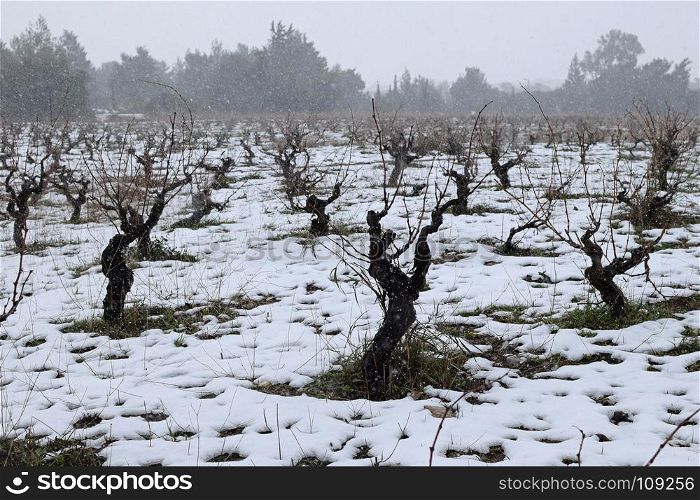 Snow falling over grapevine vineyard plantation. Winter weather.