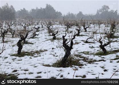 Snow falling over grapevine vineyard plantation. Winter weather.