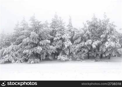 Snow fir and pine trees in the Ay Petri mountain. Ukraine
