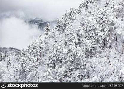snow forest in winter landscape