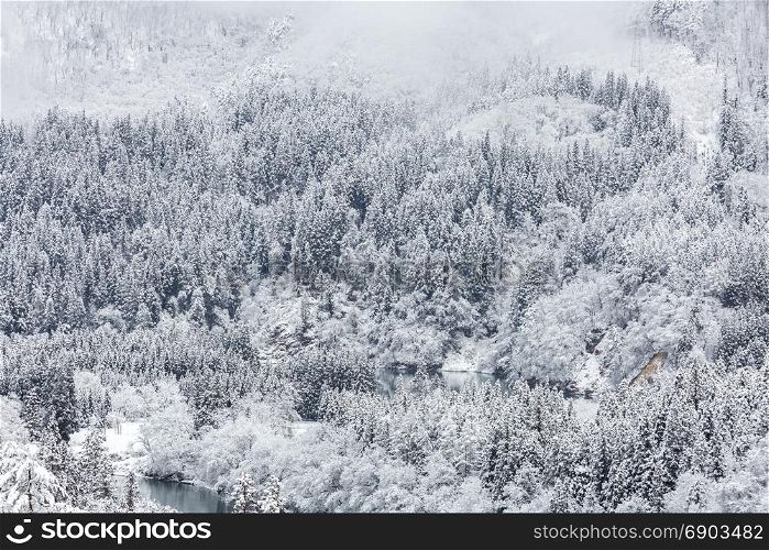 snow forest in winter landscape