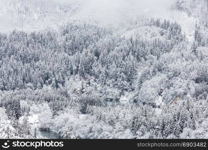 snow forest in winter landscape