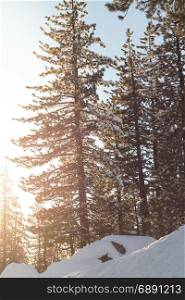 Snow Forrest, Climate Change at Southern California, Big Bear Mountain, San Bernardino, 2016