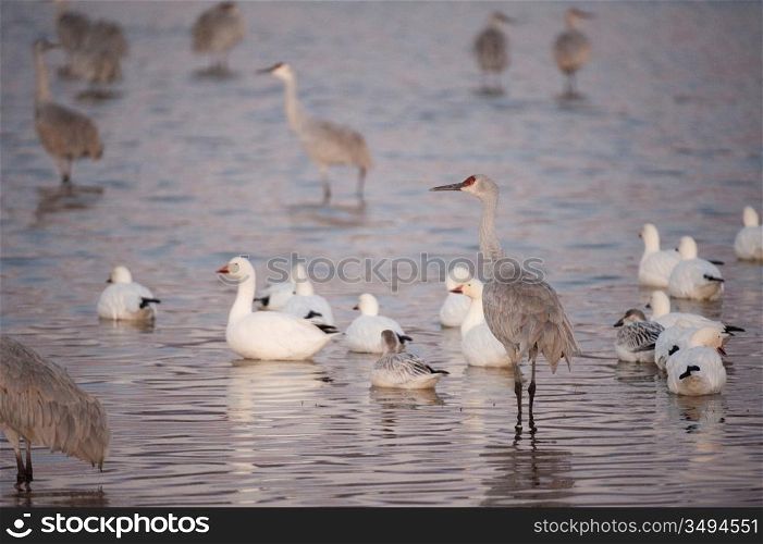 Snow Geese And Sandhill Cranes