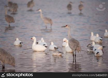 Snow Geese And Sandhill Cranes