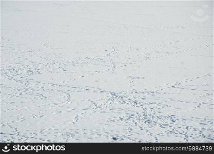 snow ground with a lot of bird trace photo. Beautiful picture, background, wallpaper