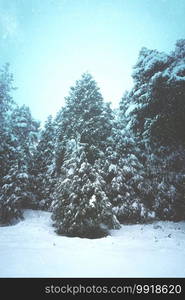                                snow in the pine trees in the forest in winter season, cold days