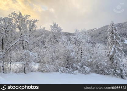 snow in the sunrise in Trentino, tree covered of snow all white