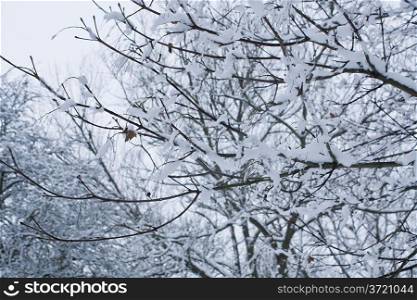 snow in tree