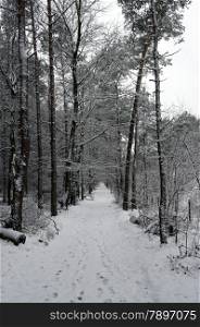 snow in winter in the forest in Holland