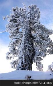 Snow laden tree