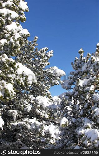 Snow laden trees