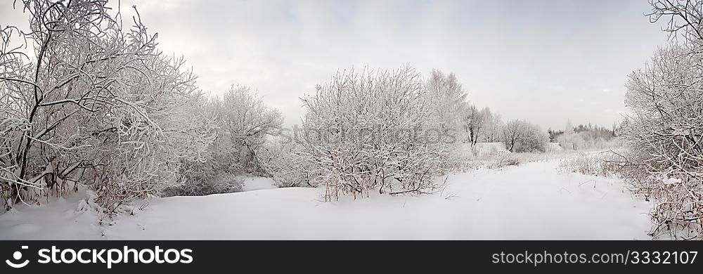 snow landscape with frosted trees. Panoramic image