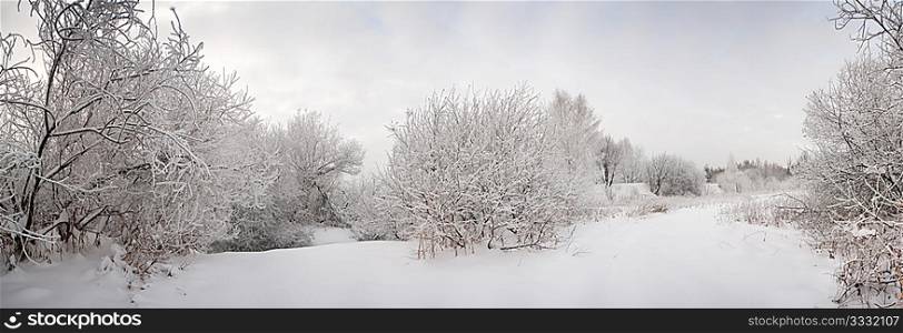 snow landscape with frosted trees. Panoramic image