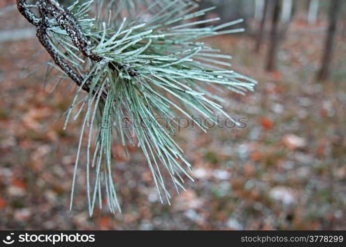 Snow laying on the green pins of Christmas tree