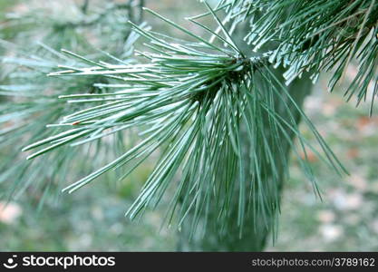 Snow laying on the green pins of Christmas tree