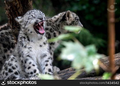 Snow leopard cub, Panthera uncia