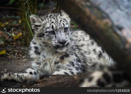 Snow leopard cub (Panthera uncia). Young snow leopard.