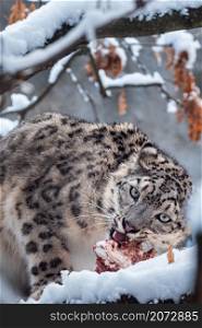 Snow leopard eats food on the snow