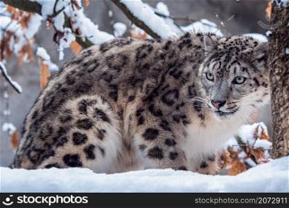 Snow leopard in winter snow.