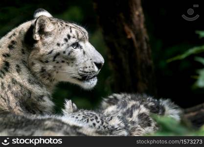 Snow leopard mother with cub. (Panthera uncia)