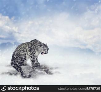 Snow Leopard Sitting on the Rock