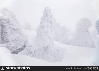 Snow monster at Mount Hakkoda in winter or white snow covered pine tree, Aomori, Tohoku, Japan