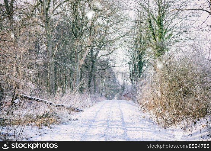 Snow on a forest trail in the wintertime with tall trees on a cold day