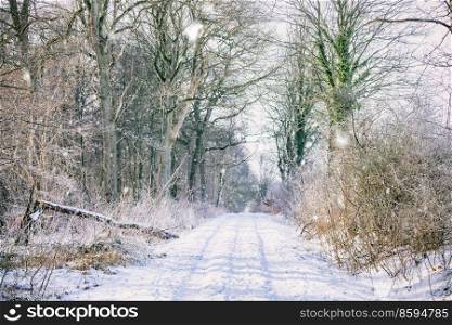 Snow on a forest trail in the wintertime with tall trees on a cold day